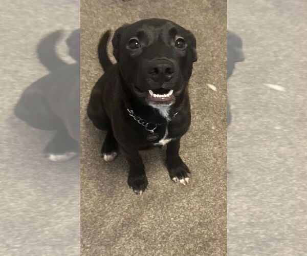 Medium Photo #2 American Pit Bull Terrier-Labrador Retriever Mix Puppy For Sale in Princeton, MN, USA