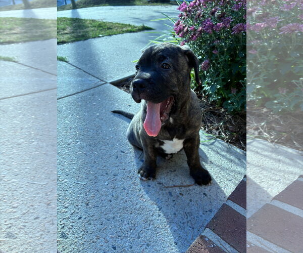 Medium Photo #3 American Staffordshire Terrier-Boxer Mix Puppy For Sale in Holly Springs, NC, USA
