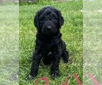 Small Photo #3 Goldendoodle-Poodle (Miniature) Mix Puppy For Sale in CLARE, IL, USA