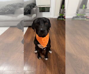 Labrador Retriever-Unknown Mix Dogs for adoption in The Woodlands, TX, USA