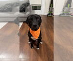 Small Labrador Retriever Mix