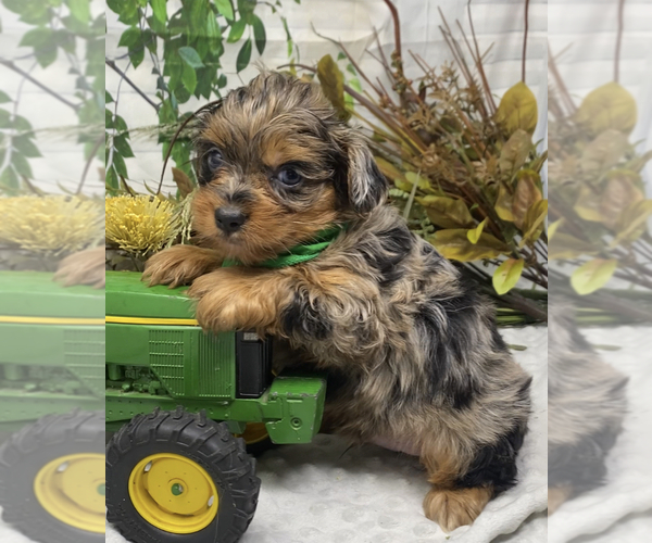 Medium Photo #19 Shorkie Tzu Puppy For Sale in SELLERSBURG, IN, USA