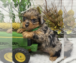 Small Photo #19 Shorkie Tzu Puppy For Sale in SELLERSBURG, IN, USA
