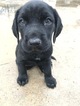 Small #8 German Shorthaired Lab