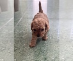 Small Photo #15 Cavapoo-Poodle (Toy) Mix Puppy For Sale in PENSACOLA, FL, USA