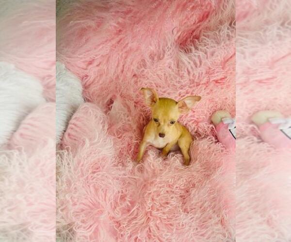 Medium Photo #27 Chihuahua Puppy For Sale in FORT LAUDERDALE, FL, USA