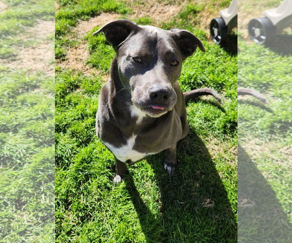 Medium Photo #11 Blue Lacy-Unknown Mix Puppy For Sale in Rosenberg, TX, USA