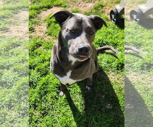 KangaRoo - Female Blue Lacy-Unknown Mix Dog for Adoption - Photo #11