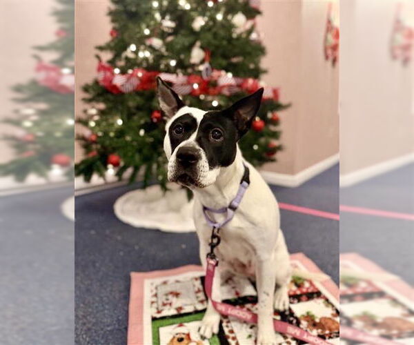 Medium Photo #1 Mutt Puppy For Sale in Gloversville, NY, USA