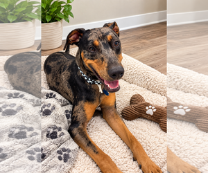 Bronco - Male Catahoula Leopard Dog-Doberman Pinscher Mix Dog for Adoption - Photo #11