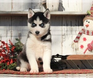 Siberian Husky Puppy for sale in APPLE CREEK, OH, USA