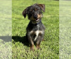 Dachshund-Unknown Mix Dogs for adoption in PIPE CREEK, TX, USA