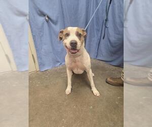 Staffordshire Bull Terrier-Unknown Mix Dogs for adoption in Rosenberg, TX, USA