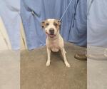KNOX - Male Staffordshire Bull Terrier-Unknown Mix Dog for Adoption - Small photo