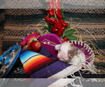 Small #5 Chihuahua