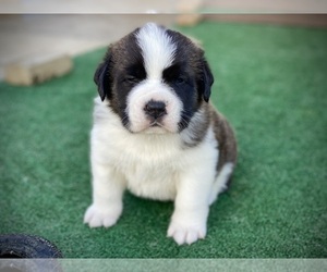 Saint Bernard Puppy for sale in TEHACHAPI, CA, USA