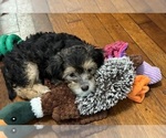 Small Photo #27 German Hunting Terrier-Lowchen Mix Puppy For Sale in HENRICO, VA, USA