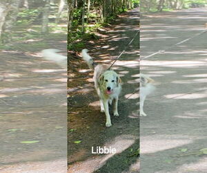 Border Collie-Great Pyrenees Mix Dogs for adoption in Croydon, NH, USA