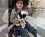 Puppy Bullet Border Collie