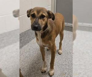 German Shepherd Dog-Unknown Mix Dogs for adoption in Houston, TX, USA