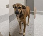 Small German Shepherd Dog Mix
