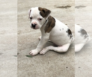 American Bulldog Puppy for sale in EL DORADO, KS, USA