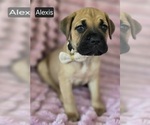 Small #4 Cane Corso