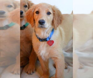 Golden Retriever Dogs for adoption in Germanton, TN, USA