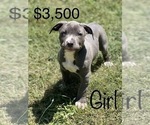 Small Photo #3 American Bully Puppy For Sale in BEECH GROVE, IN, USA