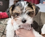 Image preview for Ad Listing. Nickname: Louie