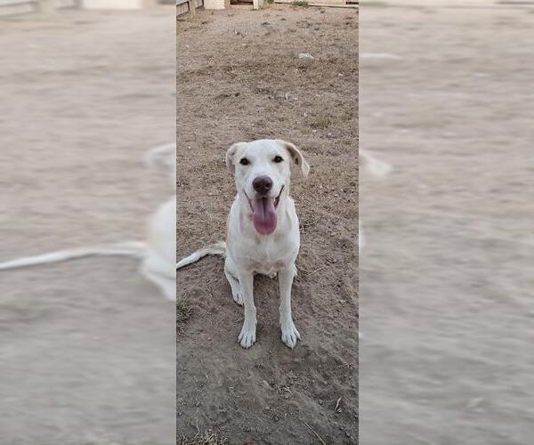 Medium Photo #1 Labrador Retriever-Unknown Mix Puppy For Sale in San Antonio, TX, USA