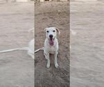 Small Labrador Retriever Mix