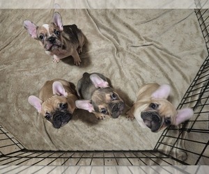 French Bulldog Puppy for sale in BERRY CREEK, CA, USA