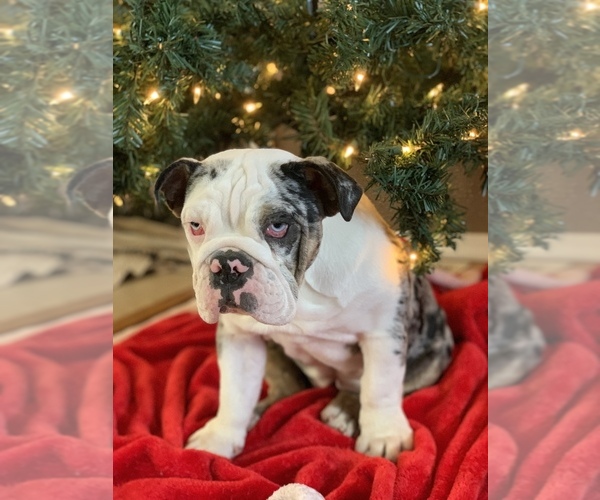 Medium Photo #13 English Bulldog Puppy For Sale in BLOOMFIELD, NM, USA
