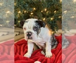 Small Photo #13 English Bulldog Puppy For Sale in BLOOMFIELD, NM, USA