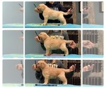 Small Photo #15 Golden Retriever Puppy For Sale in WILM, NC, USA