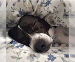 Small #3 Chiweenie