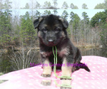 Small #3 German Shepherd Dog