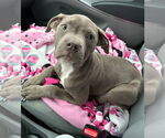 Small #1 American Pit Bull Terrier