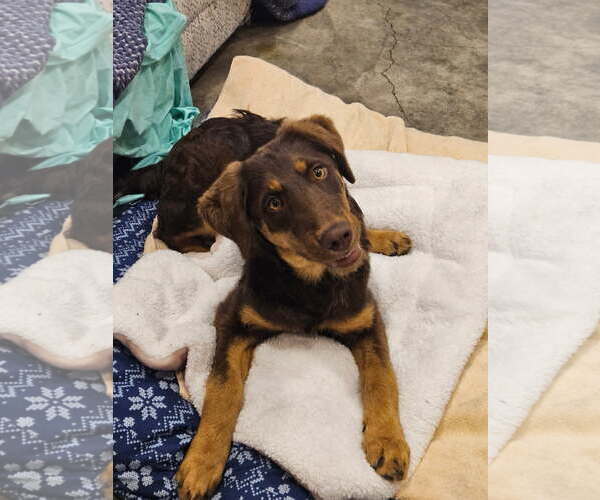 Medium Photo #2 Chesapeake Bay Retriever-Retriever  Mix Puppy For Sale in Agoura Hills, CA, USA