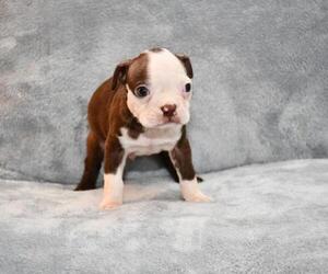 Boston Terrier Puppy for sale in HOMINY, OK, USA