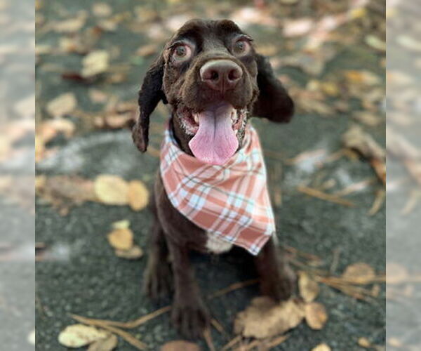 Medium Photo #4 Cocker Spaniel Puppy For Sale in Arlington, VA, USA