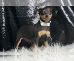 Puppy Puppers AKC Miniature Pinscher