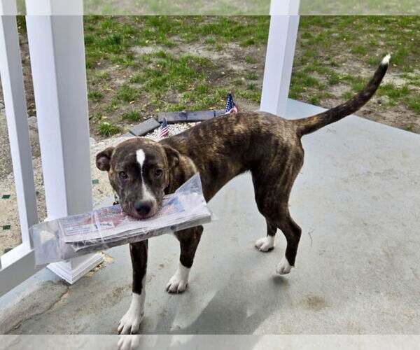 Medium Photo #18 Mutt Puppy For Sale in Mount Laurel, NJ, USA
