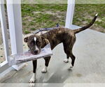 Small #17 Mutt