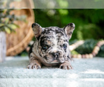 Small #3 French Bulldog
