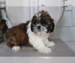 Small Photo #4 Shih Tzu Puppy For Sale in SHILOH, OH, USA