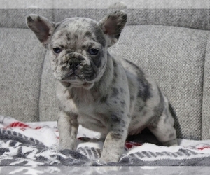 French Bulldog Puppy for sale in NEW YORK, NY, USA