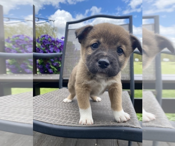 Medium Photo #1 Alaskan Husky-Border Collie Mix Puppy For Sale in RICHMOND, MI, USA