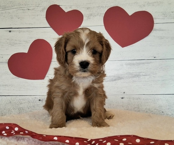 Medium Photo #5 Cavapoo (Miniature) Puppy For Sale in HANCOCK, MN, USA